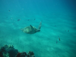 Sea Turtle